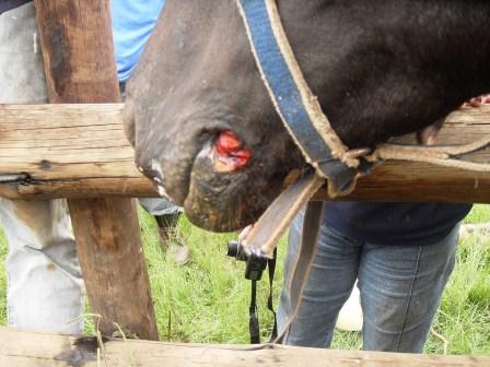 A rural horse whose mouth had been damaged by a rope bridle