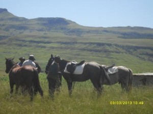 the horses line up 