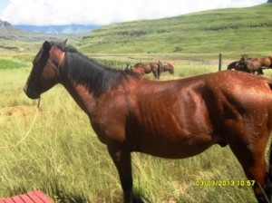 one of our rural horses