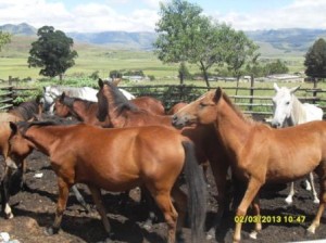 Horses wait 