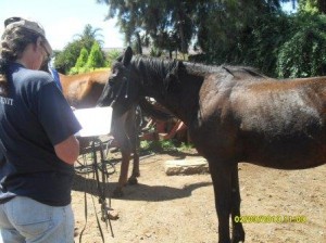 Yolande takes down details of all the horses that get treated