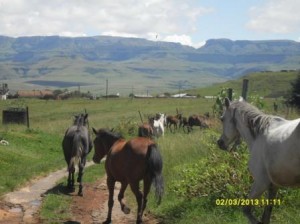 Unhandled horses herded down to crush pens for treatment