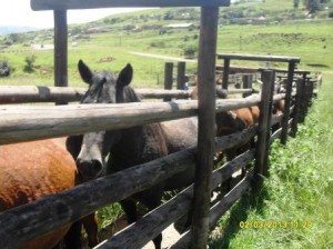 Horses line up to be treated