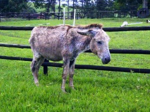 Sad Looking Donkey rescued