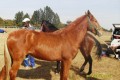 RURAL OUTREACH GELDING CLINIC IN DUNDEE