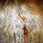 VETS RECOMMENDED HORSE TO BE PUT DOWN DUE TO SEVERE INJURIES
