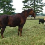 TEAM COASTAL CHECKED ALL THE HORSES WITH A VET