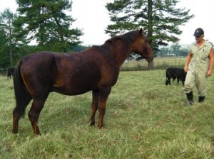 TEAM COASTAL CHECKED ALL THE HORSES WITH A VET